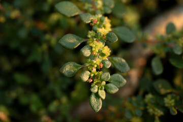 branch of a tiny plant with leaves