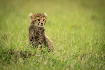 Cheetah cub sits on grass looking right