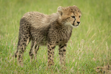 Cheetah cub stands looking ahead in grass