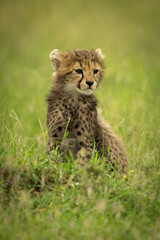 Cheetah cub sits on grass staring right