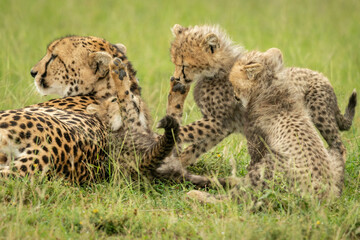 Cheetah lies beside three cubs play fighting