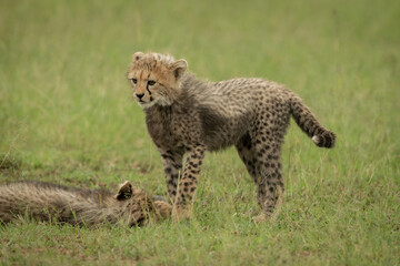 Cheetah cub stands facing left over another