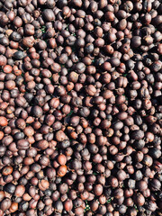 Dried Coffee Cherry background. Coffee beans drying in the sun. Coffee plantations. Dry / Natural Process.