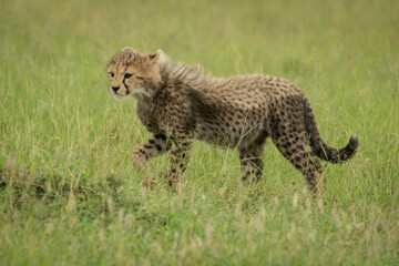 Cheetah cub walks across grass lifting paw