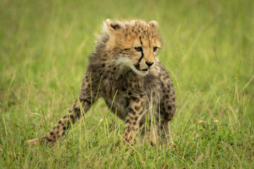 Cheetah cub sits looking down in grass