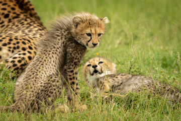 Obraz na płótnie Canvas Cheetah cub sits looking down by sibling