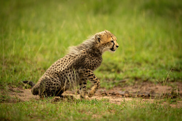Cheetah cub sits leaning forward lifting paw