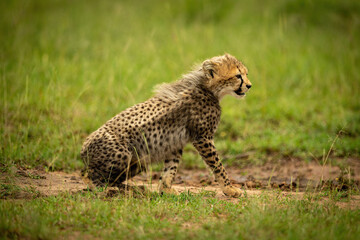 Cheetah cub sits leaning forward in grass