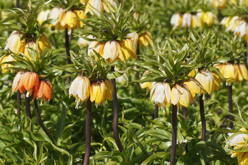 Fototapeta premium Closeup yellow flowers of Crown imperial, imperial fritillary or Kaiser's crown (Fritillaria imperialis). Spring, Egmond, Netherlands.