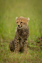 Cheetah cub sits in grass turning left