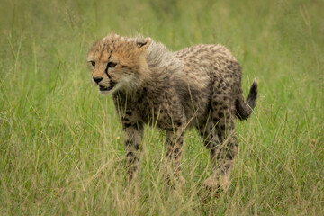 Cheetah cub stands in grass staring left
