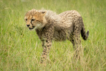 Naklejka na ściany i meble Cheetah cub walks through grass facing left