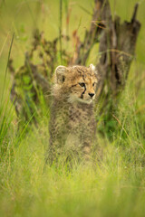 Cheetah cub sits in grass facing right
