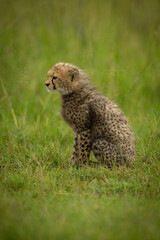 Naklejka na ściany i meble Cheetah cub sits in profile on grass