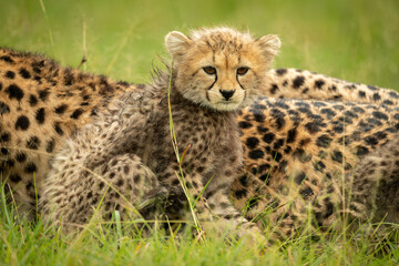 Cheetah cub sits with mother looking right