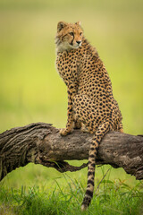 Cheetah cub sits on log looking round
