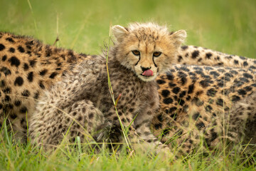 Cheetah cub sits with mother licking lips