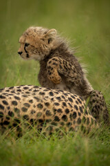 Cheetah cub sits lifting paw by mother