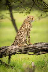 Cheetah-welp zit op een boomstam en kijkt naar rechts