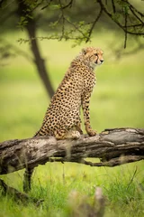 Fotobehang Olijfgroen Cheetah-welp zit op een boomstam en kijkt naar rechts