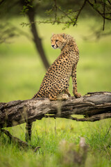 Cheetah cub sits on log looking back
