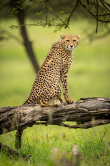 Cheetah cub sits on log eyeing camera