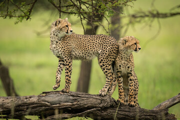 Cheetah cub stands on log with another