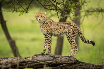 Cheetah cub stands on log scanning grassland