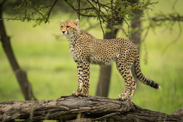 Cheetah cub stands on log facing left