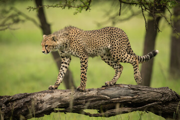 Cheetah cub walking along log looking down