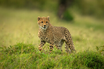 Cheetah cub walks through grass turning head
