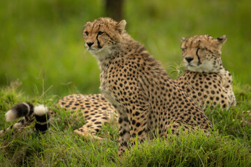 Cheetah cub sitting beside mother in grass