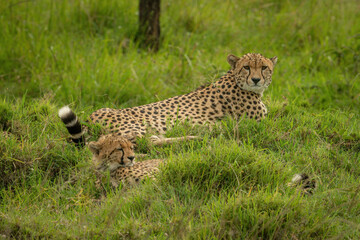 Cheetah lies by cub on grassy mound
