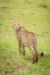 Cheetah cub stands looking back in grass