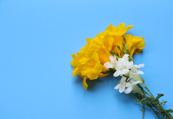 Wild  yellow and white flowers color bouquet decorated on blue background