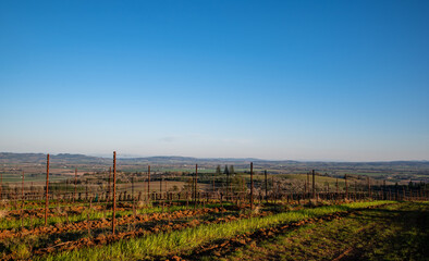 Fototapeta na wymiar Spring green between rows in an Oregon vineyard shows off trellised vines just beginning to show new growth, blue sky above. 
