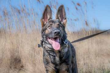 A dog portrait of a happy four months old German Shepherd puppy in high, dry grass. Working line breed