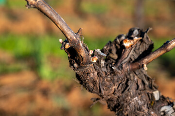 A close up of a vine trunk, heavily pruned, with new growth just emerging and single vines traveling along a trellis, soft focus background.