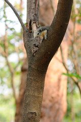 Obraz premium Squirrel on a Branch