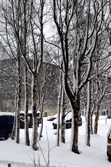 snow covered trees