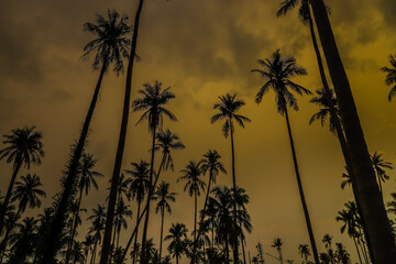 Coconut trees and the setting sun are going to set on Koh Mak, Thailand.