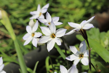 早春の公園に咲くハナニラの白い花