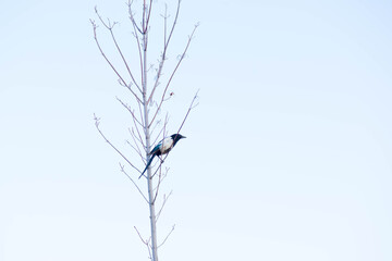 a magpie is sitting on a tree