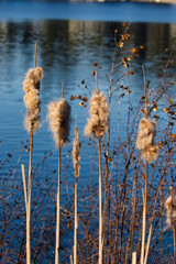 fluffy cat tails on the bank of a marina