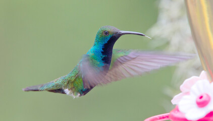 A male Black-thoated Mango (Anthracothorax nigricollis) hovering at a feeder, Bogota, Colombia.