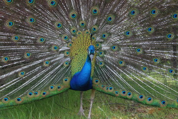 Obraz premium 孔雀