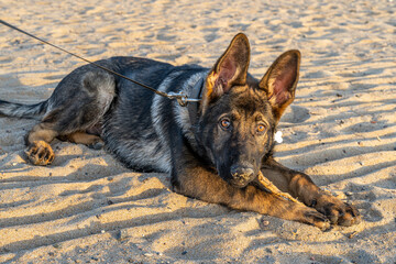 A sunset picture of a four months old German Shepherd puppy on a sandy beach. Golden light. Working line breed