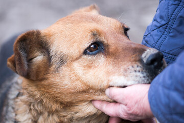 sad eyes of a ginger yard dog
