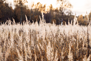 field of spikelets, autumn warm tinting. Golden autumn. photo with bokeh effect and film grain and noise