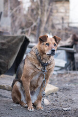 graceful dog sits on a chain in the yard of the house
